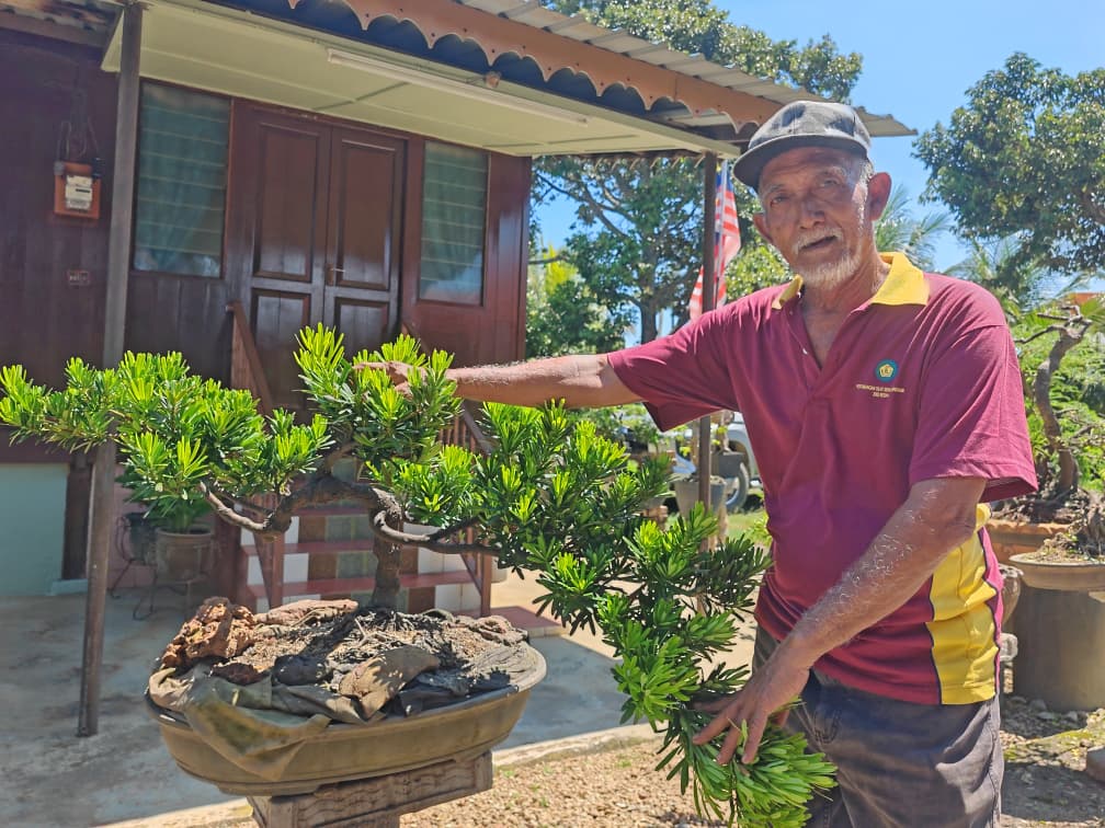 Bonsai mampu redakan panas baran