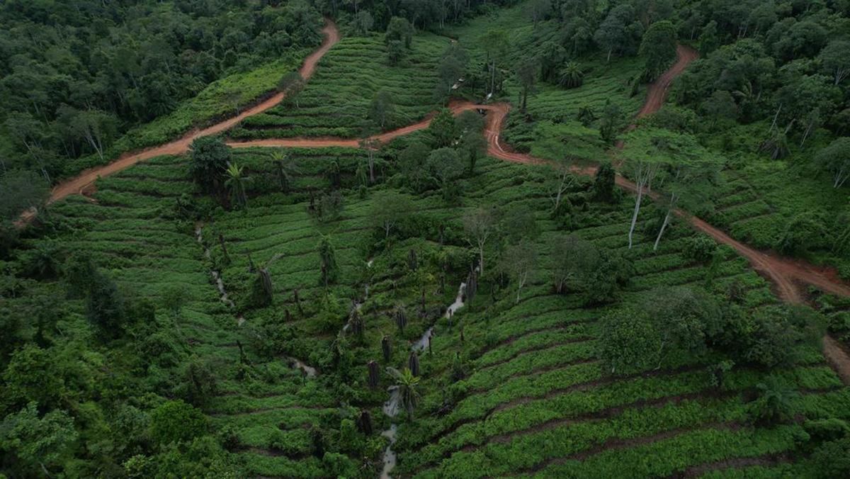 Budget 2026: RM250mil allocated to boost conservation efforts, sustainable living