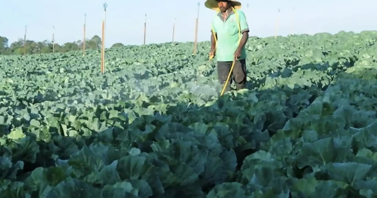 Cameron farmers urge stricter controls on vegetable imports