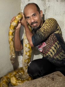 Cara mudah jinakkan ular sawa