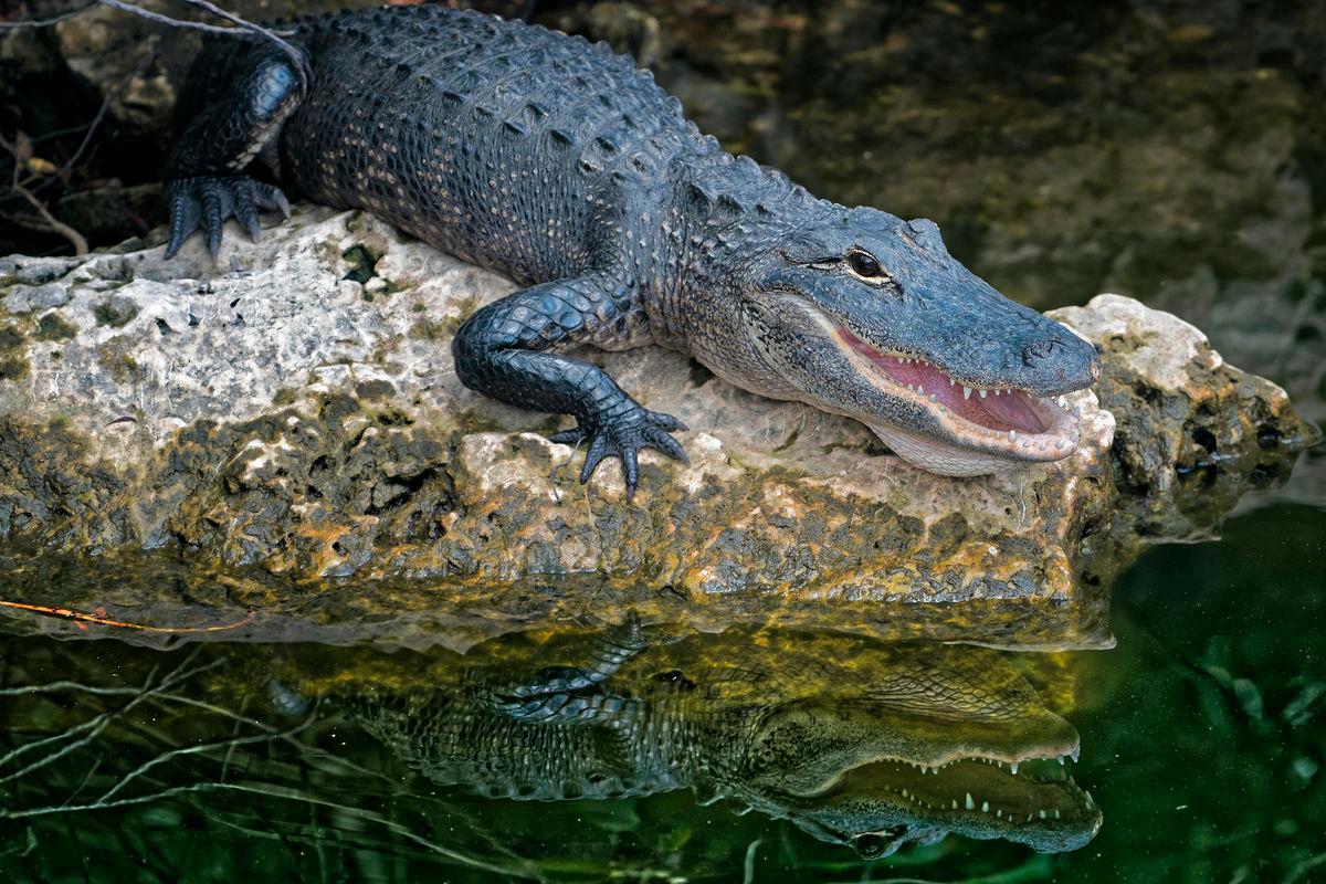 Crocodile found in Australian luxury hotel pool, guests unfazed