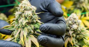 Customs thwarts 4 bids to smuggle cannabis worth nearly RM100mil