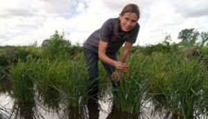 Dianggap jenaka, sawah padi pertama UK kini sedia untuk dituai