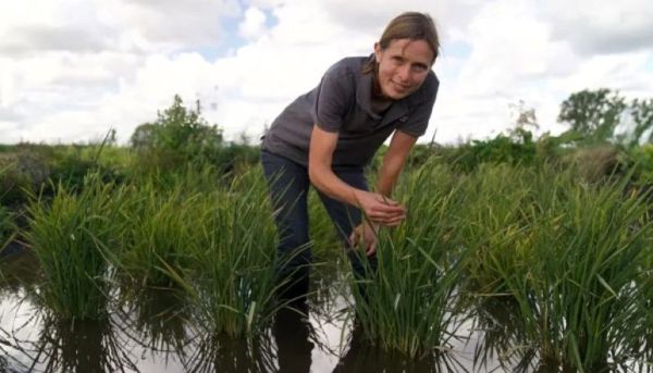Dianggap jenaka, sawah padi pertama UK kini sedia untuk dituai