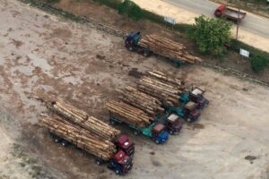 EU timber imports linked to deforestation in Indonesia’s Borneo