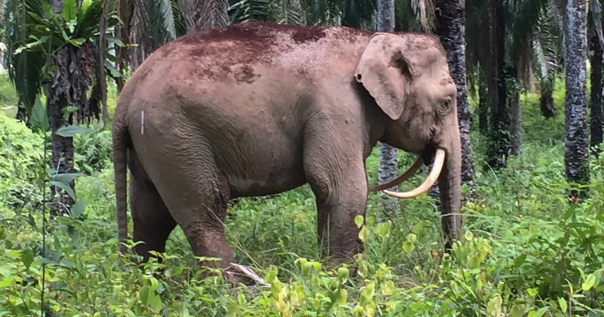 Elephants trample logging supervisor to death in Gua Musang