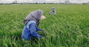 End monopoly in rice trade, say farmers