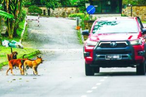 Govt urged to grant funds for management of strays