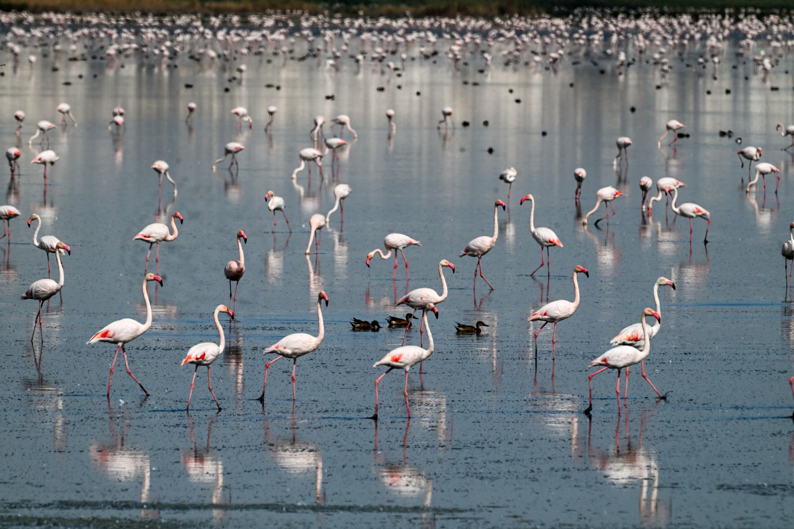 Hampir 50,000 spesies haiwan dunia semakin pupus