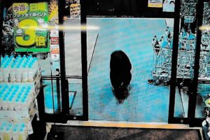 Japan bear attacks hit record high with seven fatalities in 2025