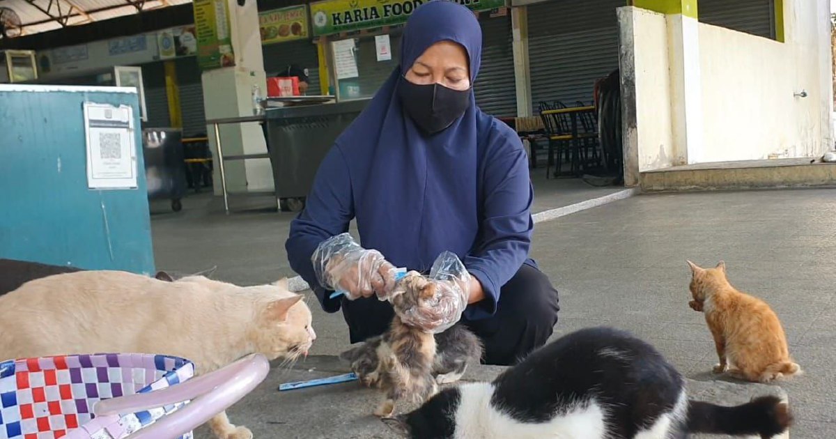 Kindness on two wheels: Langkawi woman cares for 40 stray cats