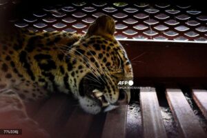 Leopard captured after wandering into Indonesian hotel
