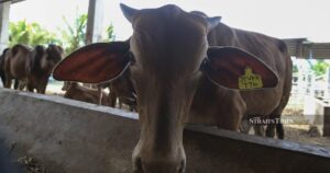 Livestock industry players say US trade deal SPS terms pose no issue, already compliant