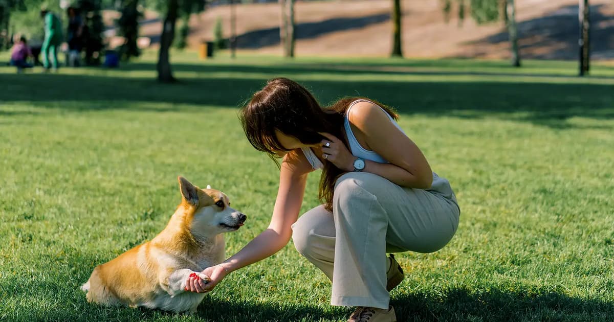 Local authorities to consider proposal for mandatory pet liability insurance