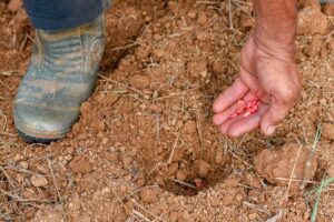 MARDI develops maize seed varieties for Malaysia’s climate conditions