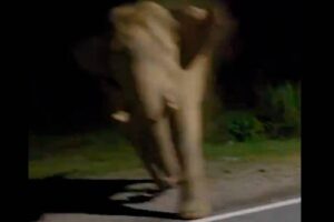 Malaysian driver faces backlash after provoking wild elephant