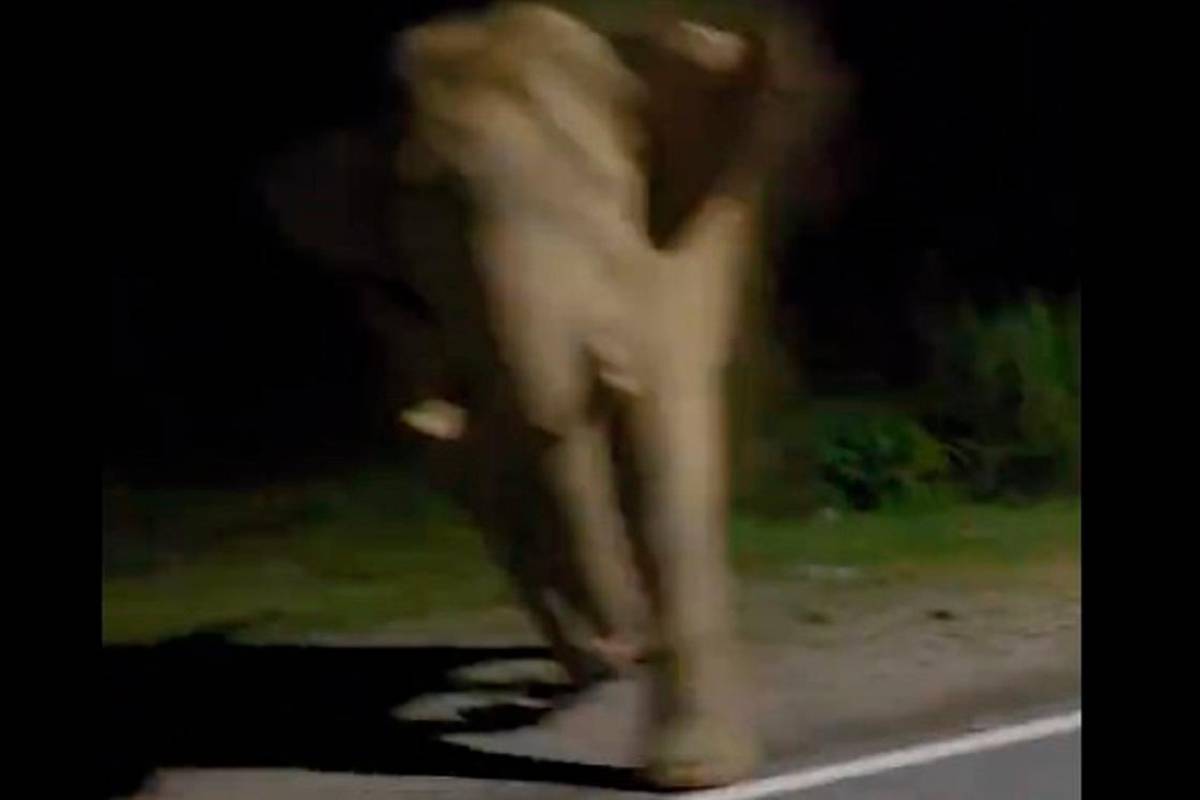 Malaysian driver faces backlash after provoking wild elephant
