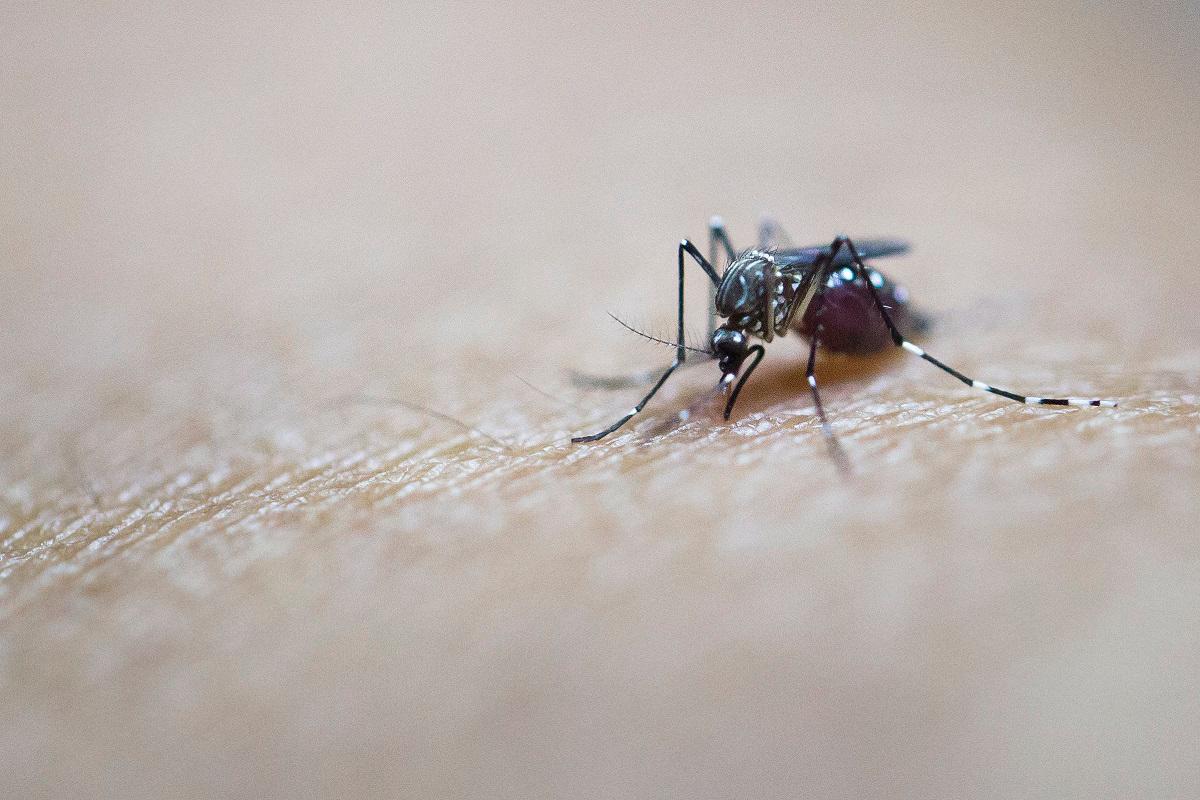 Mosquitoes discovered in Iceland for first time in recorded history