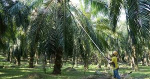 M’sia to step up efforts against anti-palm oil lobby, says Anwar