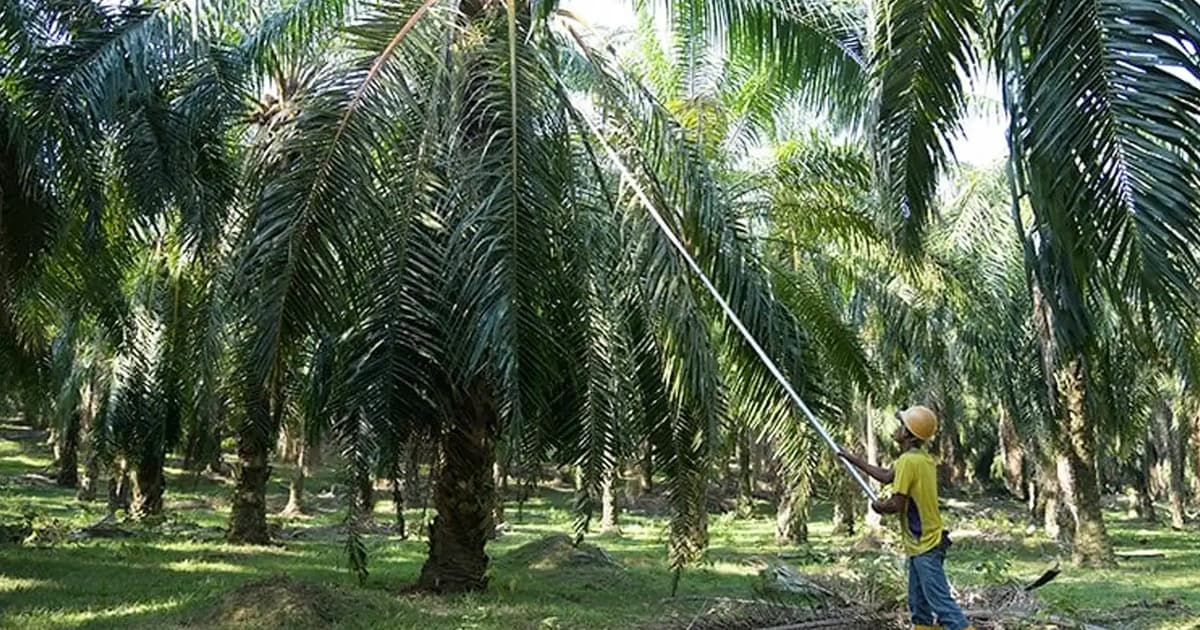 M’sia to step up efforts against anti-palm oil lobby, says Anwar
