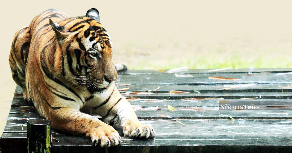NST Leader: Malaysia needs more than rangers to save its vanishing wildlife
