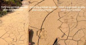 #NSTviral: Tiger tracks? Viral video shows mystery paw prints near IIUM Gombak [WATCH]