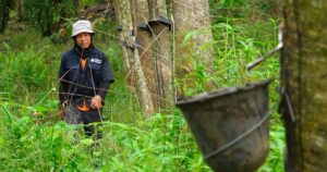 No more living from hand to mouth for rubber tappers after govt scheme