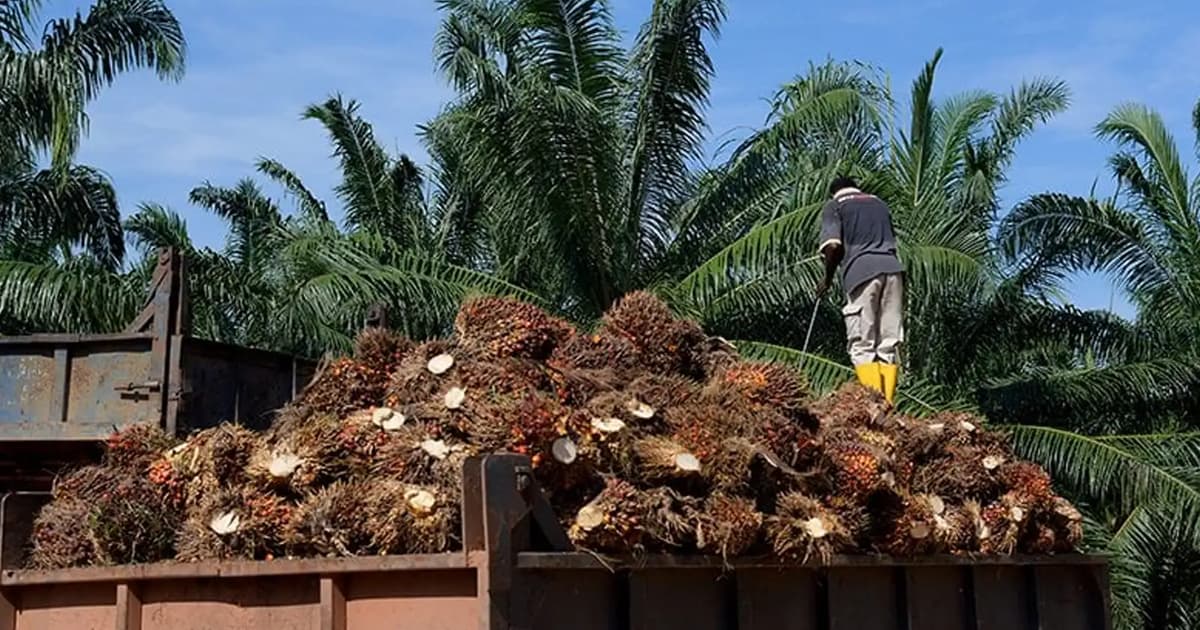 Oil palm replanting needed to ensure steady supply, says Johari