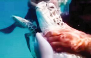 Pakej murah tidak berlesen ancam keselamatan pelancong, penyu Pulau Redang