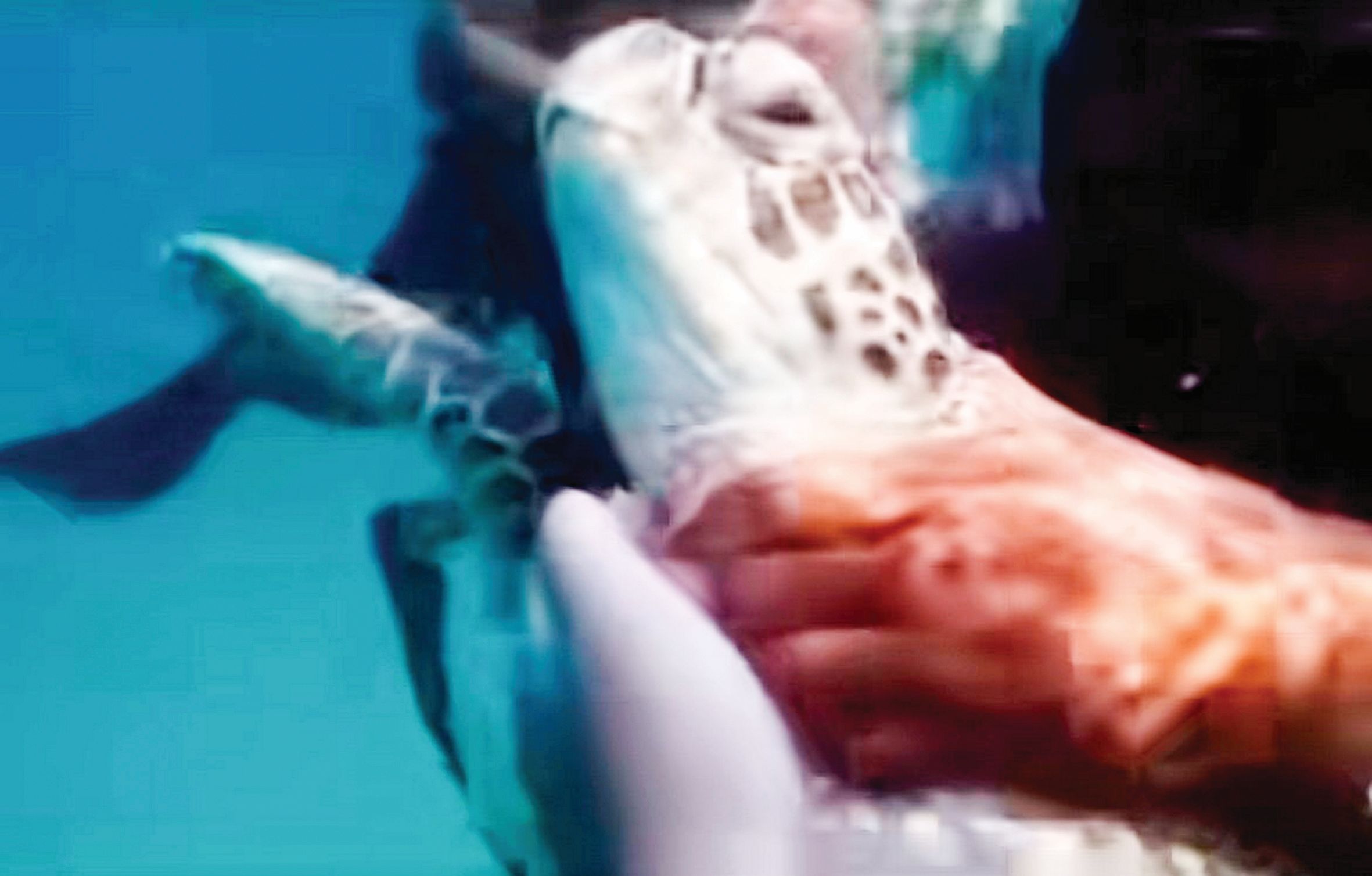 Pakej murah tidak berlesen ancam keselamatan pelancong, penyu Pulau Redang