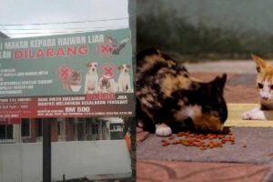 Penang council faces backlash over stray feeding ban sign