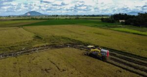 Penang set to pioneer 2 harvests from one rice crop