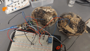 Penyelidik Memperlihatkan Komputer Yang Dikuasakan Cendawan