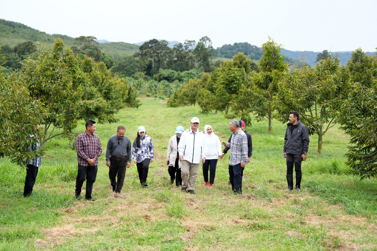Perlis bakal jadi hab durian musang king, duri hitam