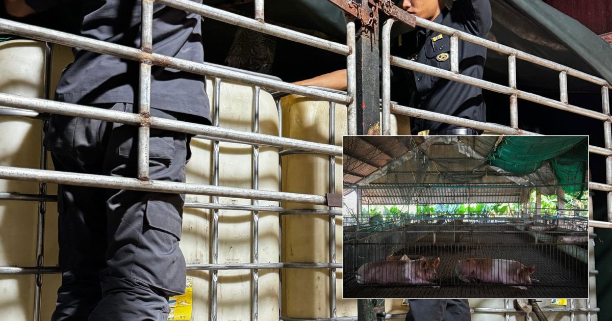 Pig slaughterhouse in Perak busted for hiding subsidised diesel