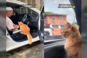 QuickCheck: Does a Kota Baru cat enjoy going on car rides with its owner?