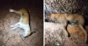 Report filed over suspected killing of 7 dogs in Balik Pulau