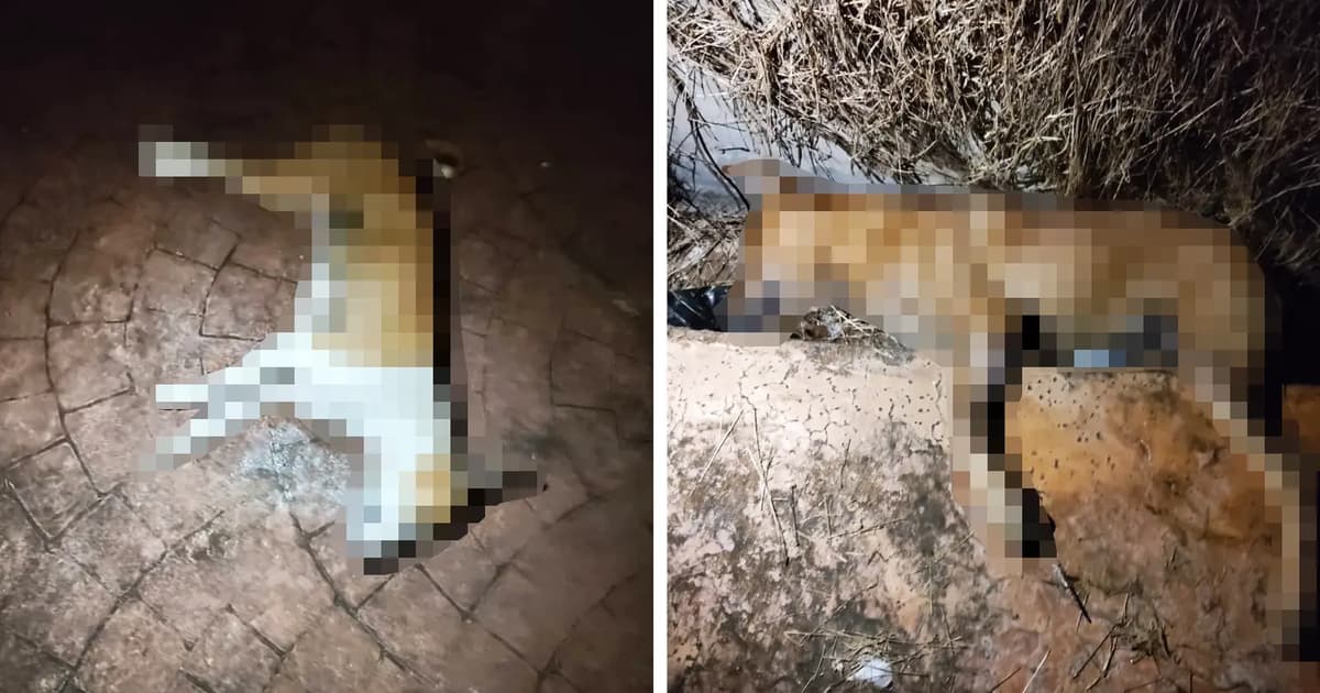 Report filed over suspected killing of 7 dogs in Balik Pulau