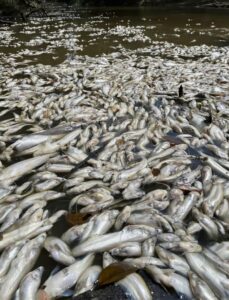 Ribuan ikan mati di Sungai Bera, penduduk syak sisa kilang