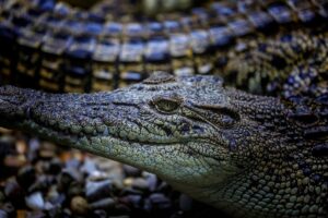 Sarawak says no need to ease crocodile hunting laws, current rules sufficient