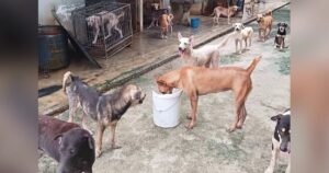 Shelter with 300 dogs faces eviction, urgent help needed