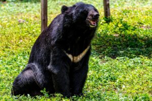 Spanish tourist injured in bear attack at Japan’s Shirakawa-go heritage site