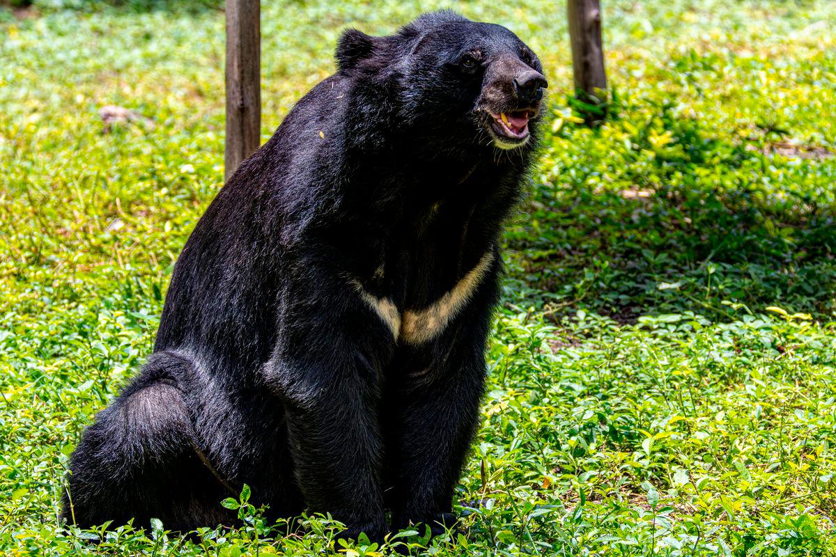 Spanish tourist injured in bear attack at Japan’s Shirakawa-go heritage site