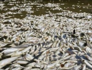 Tangani segera masalah pencemaran Sungai Bera