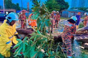 Tujuh pokok tumbang di Pulau Pinang akibat hujan lebat dan angin