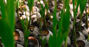 Village coconut venture flourishes with SejaTi Madani scheme