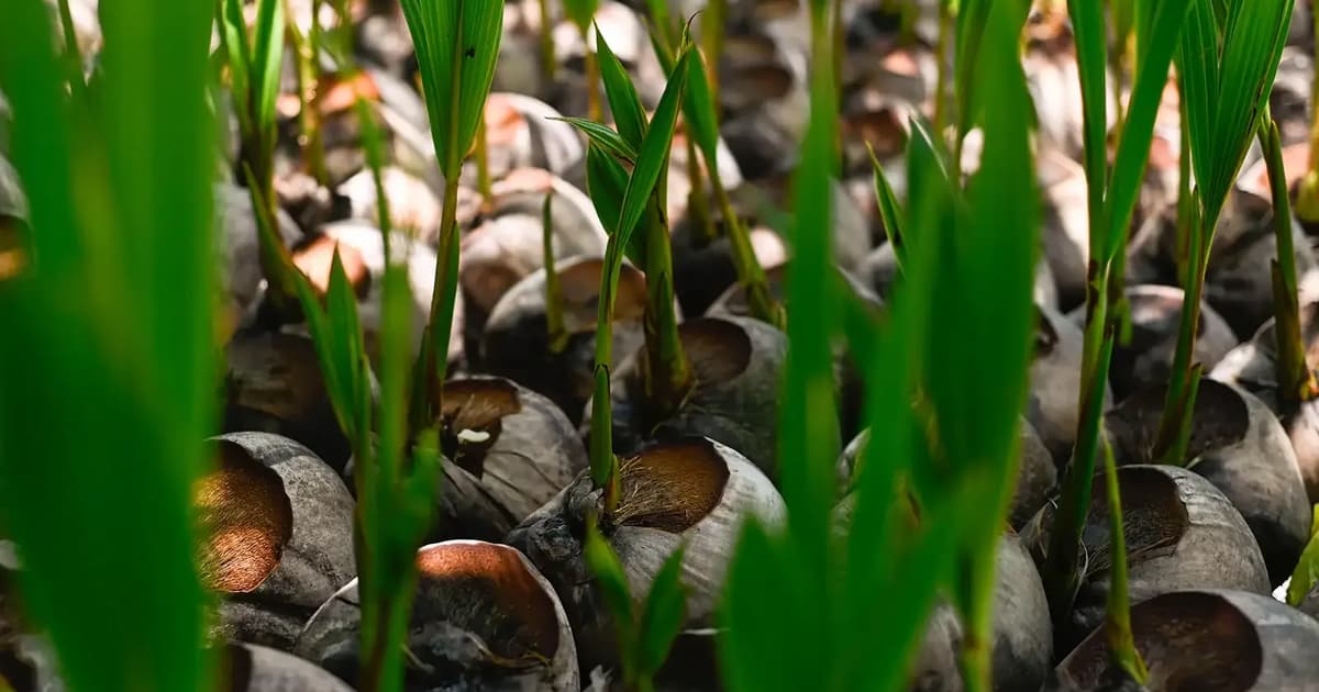 Village coconut venture flourishes with SejaTi Madani scheme