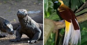 Zoo Negara might bring in Komodo dragons, birds of paradise from Indonesia
