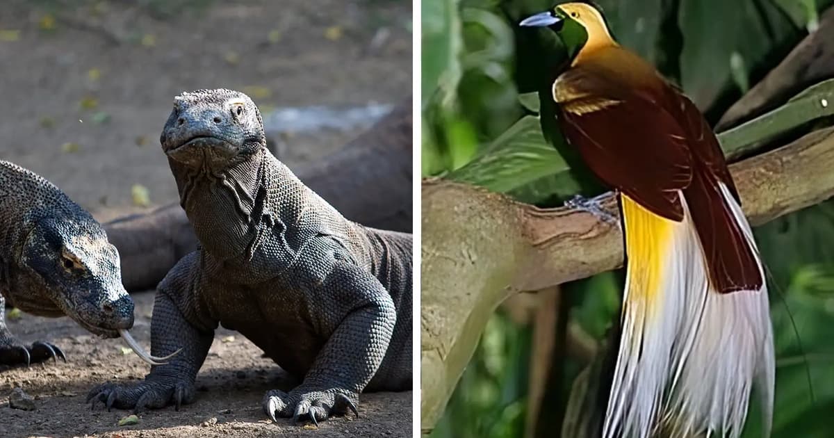 Zoo Negara might bring in Komodo dragons, birds of paradise from Indonesia