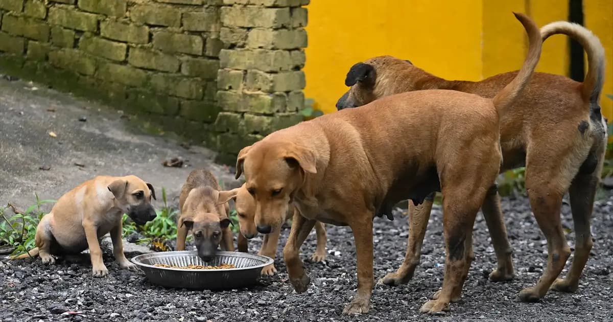 Accountability better at preventing dog attacks than insurance, say activists